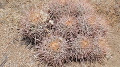 Homalocephala polycephala