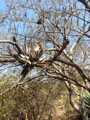 Tillandsia circinnatioides