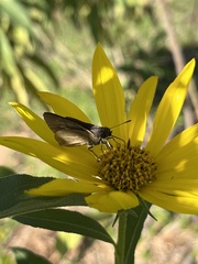 Poanes viator