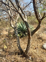 Agave collina