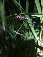 Massospora levispora