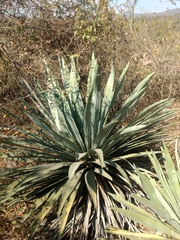 Agave collina