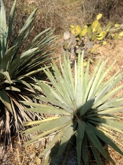 Agave collina