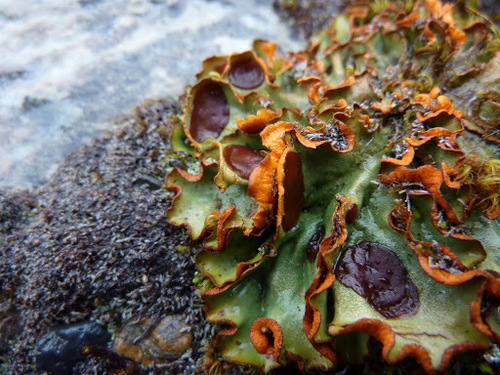 Chocolate Chip Lichen