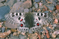 Parnassius tianschanicus