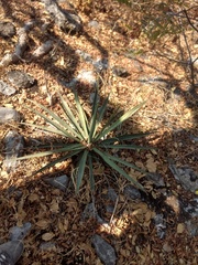 Agave collina
