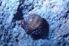 Pseudogarypus