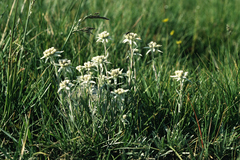 Leontopodium ochroleucum