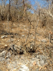 Pseudobombax ellipticum