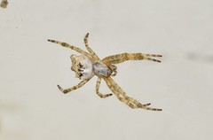 Cyrtophora citricola