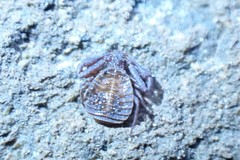 Pseudogarypus