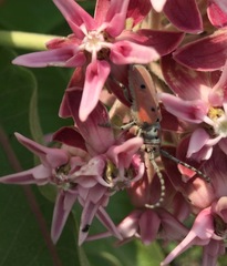Tetraopes annulatus