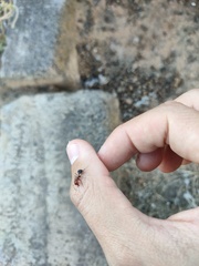 Messor minor hesperius