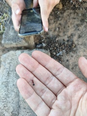 Messor minor hesperius