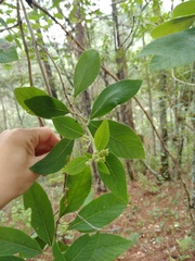 Lippia bracteosa