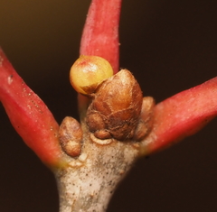 Andricus mamillaformis
