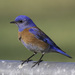 Western Bluebird - Photo (c) uzun, some rights reserved (CC BY-NC), uploaded by uzun