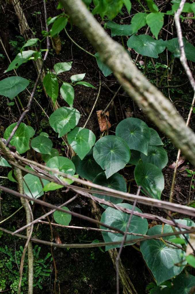 Peperomia ampla