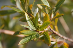 Salix melanopsis