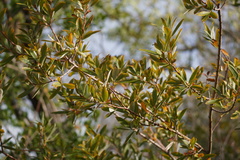 Salix melanopsis