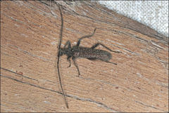 Phlyctaenodes pustulata