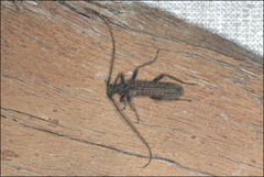 Phlyctaenodes pustulata