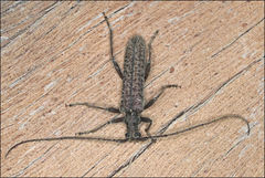 Phlyctaenodes pustulata