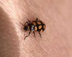 Eriopis serrai