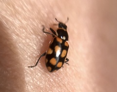 Eriopis serrai