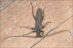 Phlyctaenodes pustulata