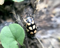 Eriopis serrai