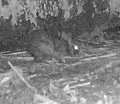 Sylvilagus brasiliensis