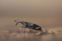 Metamasius sericeus