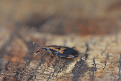 Metamasius sericeus