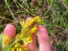 Strangalia sexnotata