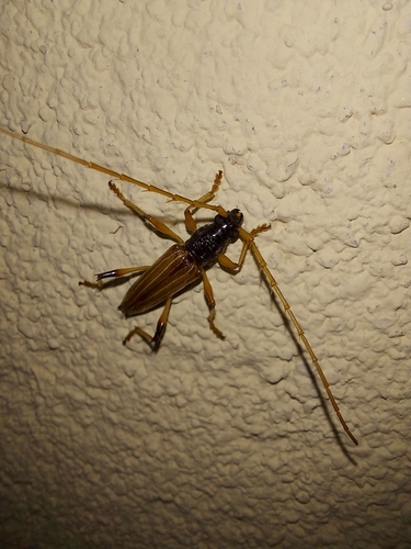 Stizocera plicicollis