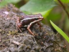 Epipedobates anthonyi