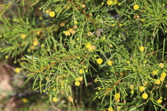 Acacia lineolata