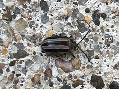 Kuschelina miniata
