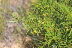 Acacia lineolata