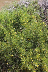 Acacia lineolata