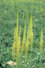 Eremurus fuscus