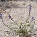 Coulter's Lupine - Photo (c) lonnyholmes, some rights reserved (CC BY-NC)