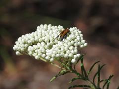 Phyllotocus scutellaris