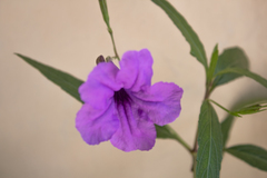 Ruellia simplex