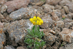 Draba sobolifera