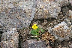 Draba sobolifera