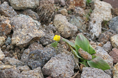 Draba sobolifera