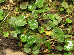Hydrocotyle bonplandii
