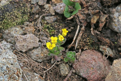 Draba sobolifera